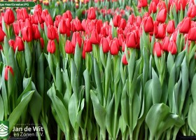 Tulipa Heartbreaker ® (1)